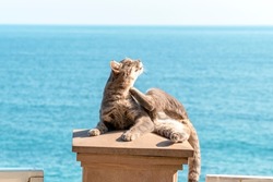 Cat is lying on background of sea. Puss is lying on lid of stone pillar and scratching his neck with his hind paw. Topic - serenity, insouciance, tranquility - everything that we love cats for.