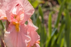 Pale pink Iris against background of foliage. Close-up, copy space. Iris germanica - L. Bearded iris with pale pink petals. Floriculture, spring, beauty in nature .
