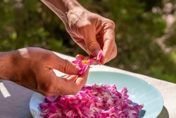 Hands of young man, plucking rose petals. Preparation of home-made rosewater, dried rose petals and rose oil. Close-up of hands and pink petals in bowl of mint green color. Topic: home cosmetics .