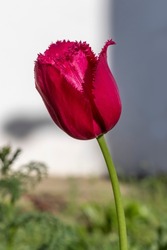 Fringed crimson tulip. Impressive crimson flower. Topic - floriculture, spring and beauty in nature