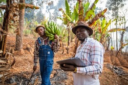 two African peasants in the field while working, one with a bunch of plantains and the other with a tablet. Work in Africa in the agricultural sector