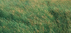 Green grass full screen as a background for the image. Tall grass texture