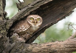 Spotted owlet  in nest 