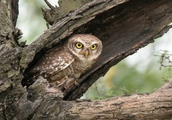 The Spotted owl 