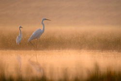 The Great White Egret at Sunrise 