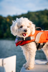 Excited Happy Fluffy white mini poodle dog on a boat in the Autumn in New England with an Orange Life vest on happily panting
