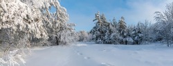 Winter snowy forest panorama Background. Snowy winter forest scenery. Frosty day, calm wintry scene. Ski resort. Great picture of wild area