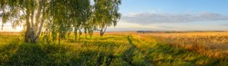 Summer rural landscape with golden wheat field and birch trees during sunset
