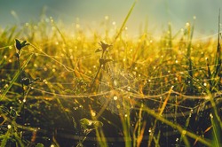 Sunny autumn scene with spider web in wet meadow grass at foggy september morning.