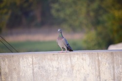 Indian Pigeon OR Rock Dove - The rock dove, rock pigeon, or common pigeon is a member of the bird family Columbidae. In common usage, this bird is often simply referred to as the 