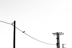 A crow on cables. Black and white,minimalism