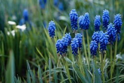 Blue Grape Hyacinth. Flowers Muscari.  Blue flowers in spring garden. Muscari is a genus of perennial bulbous plants native to Eurasia. First blue Springs flowers. Blue Muscari flowers close up.