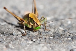 Head of a grasshopper, extreme macro. Round face, large eyes, antennae and spiked front paws.