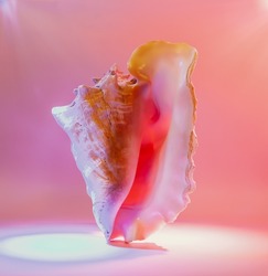 sea shell pink in neon light on stage, balance