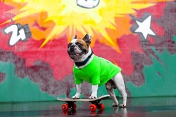 french bulldog stands on a skateboard in a green t-shirt against a background of bright graffiti