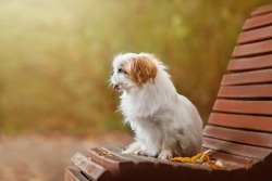 a small white fluffy dog ​​of the Japanese Chin breed walks in the autumn park