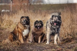 three caucasian shepherd dogs in the field