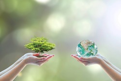 World environment day concept with tree planting and green earth on volunteering hands for ecological sustanability, environmental saving, CSR, ESG awareness. Element of the image furnished by NASA
