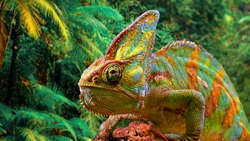 A colorful close-up chameleon with a high crest on its head.