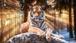 A tiger basks under the rays of the spring sun.