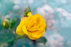 Beautiful bunch of a blooming yellow roses flowers over natural green backdrop. Flower background with copy space. Soft focus.