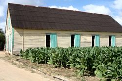 
Welcome to the tobacco farms of Viñales, the smells of dried tobacco leaves help you find your way to buy good Cuban cigars. It's here.