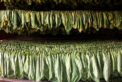 
Welcome to the tobacco farms of Vinales, the smells of dried tobacco leaves help you find your way to find good Cuban cigars. It's here.