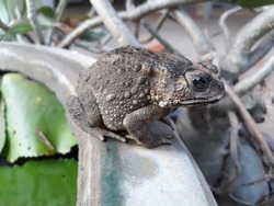 the toad sits on a lotus basin. after eating fish