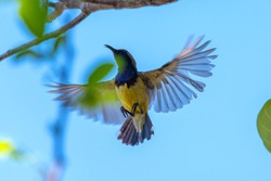 Olive-backed sunbird, Yellow-bellied sunbird flying on bright sky