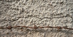 The background is a concrete wall with barbed wire. Rusty old barbed wire on a gray concrete background.