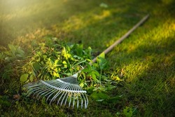 Garden rake for cleaning the territory. Fan rakes lie on the grass in the park. Clean up the garden.