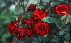 A rich red garden rose on a cold green background. Bush rose in the park.Red flower buds.