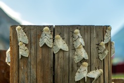 Butterflies stuck to the wooden post. Sleeping barrels