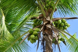 Coconut palm tree with blue sky in Costa Rica                              