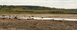 The drying bottom of the river against the background of a natural landscape - shore, trees, sky - nature banner