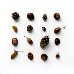 Creative autumn composition with a square of different acorns, chestnuts and fir cones in the center of a white background, autumn pattern, top view
