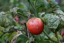 Fungal dangerous diseases of tomatoes, which affects representatives of nightshade especially potatoes. This disease is caused by pathogenic organisms position between fungi and protozoa gray spot