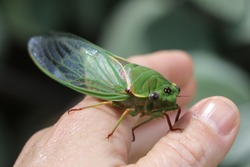 Green Grocer Cicada (Cyclochila australasiae). Cicadas are members of the family Hemiptera. C. australasiae.