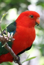 Beautiful Australian king parrot (Alisterus scapularis). Male. Australian native parrot. Australian bird.