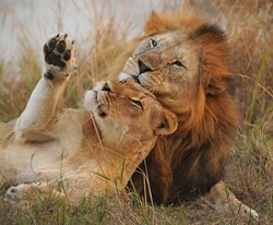lion pair courtship