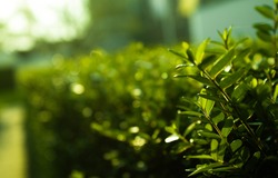 On the picture there is a shrub with very clear green leaves. In the background you see the same shrub, the further away the more blurred the shrub becomes.
