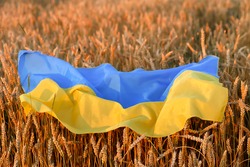 Flag of Ukraine is blue-yellow lying on ripe wheat. Yellow wheat field in Ukraine. Independence Day of Ukraine, flag day.