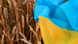 Flag of Ukraine is blue-yellow lying on ripe wheat. Yellow wheat field in Ukraine. Independence Day of Ukraine, flag day.