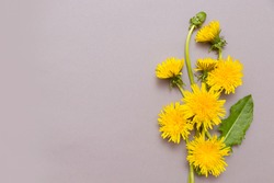 Yellow dandelions on a gray background with copy space. Medicinal plants. top view, minimalistic flat lay