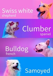 Collage made of popular purebred dogs isolated over multicolored neon background. Set of large and small animals with signs of breed names. Close-up. Concept of beauty, pets love, show, animal life.