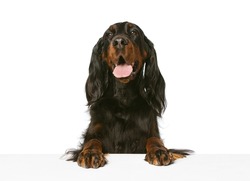 Half-length portrait of beautiful purebred dog, Scottish Gordon Setter posing isolated over white studio background. Concept of motion, action, pets love, animal life. Copy space for ad.