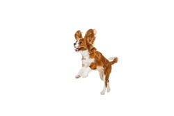 Jumping. Studio shot of golden color dog, King Charles Spaniel isolated over white studio background. Concept of motion, beauty, fashion, breeds, pets love, animal. Copy space for ad