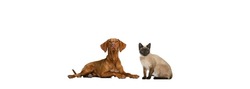 Adorable animals. Portrait of beautiful cat and purebred dog isolated on white background. Concept of vet, friendship, interplay concept. Poster, flyer for ad, design, text and sales