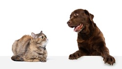 New friend. Two pets, beautiful cat and purebred dog isolated on white background. Concept of animal life, friendship, interplay, peace. Poster, flyer for ads, design, text and sales