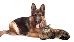 Friends. Portrait of beautiful cat and Shepherd dog lying on floor isolated on white background. Concept of animal life, friendship, interplay, peace. Poster, flyer for ads, design, text and sales